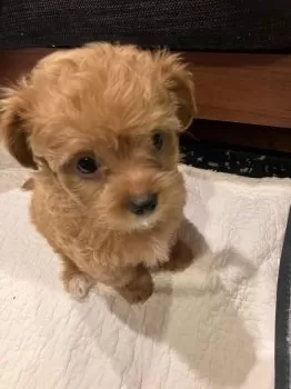 M.Ｉ 様のお迎えした子犬