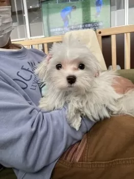 みみ 様のお迎えした子犬