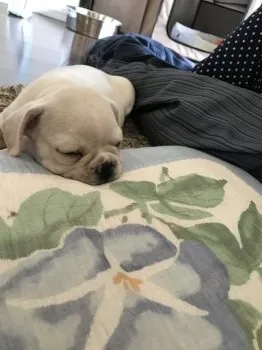 もりぞー 様のお迎えした子犬
