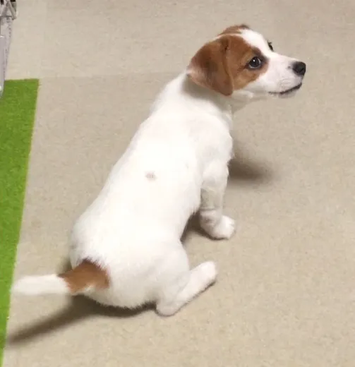 富家克之 様のお迎えした子犬