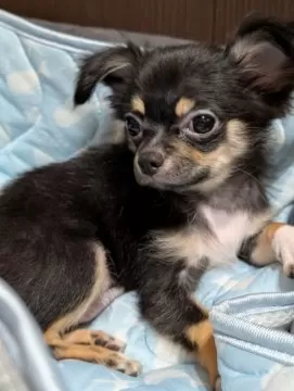 滋賀】河本 美帆(かわもと みほ)ブリーダー｜みんなのブリーダー