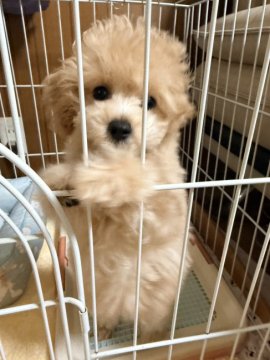 森部あやかブリーダーからお迎えしたミックス(トイプードル×ミックス)
