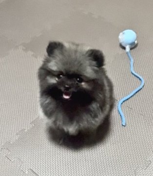 木造七海ブリーダーからお迎えしたポメラニアン