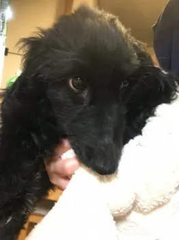 かげ丸 様のお迎えした子犬