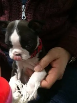 リィリィ 様のお迎えした子犬