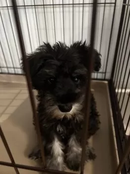 ヒ 様のお迎えした子犬