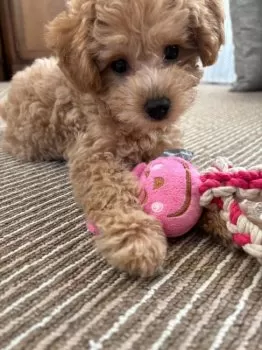 R.K 様のお迎えした子犬