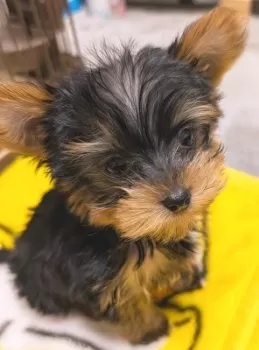 こたろう 様のお迎えした子犬