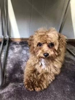 デシベル 様のお迎えした子犬