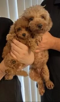 M.Y 様のお迎えした子犬