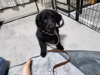 M.Ｉ 様のお迎えした子犬