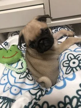 H.Y 様のお迎えした子犬