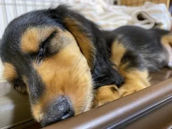 NobuChang 様のお迎えした子犬