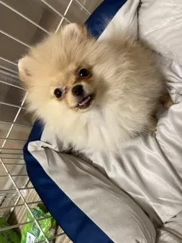 M.M 様のお迎えした子犬