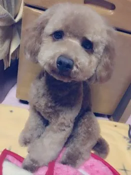 ここあ 様のお迎えした子犬