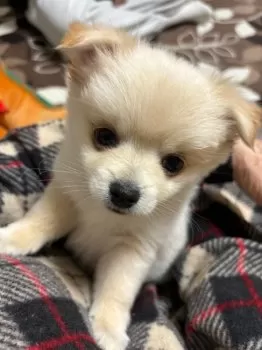 R.Y 様のお迎えした子犬