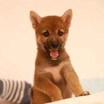 あずまま 様のお迎えした子犬