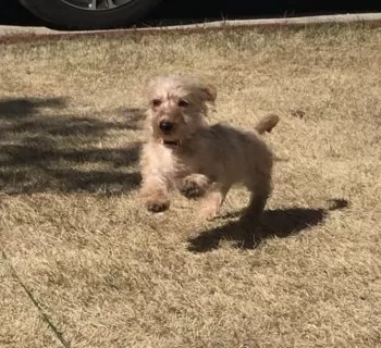 Tama Skyers 様のお迎えした子犬