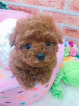 村松  くみ 様のお迎えした子犬