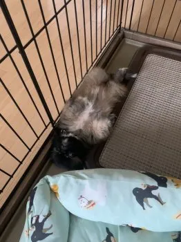 まきせ 様のお迎えした子犬