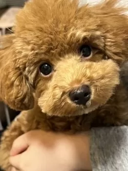 T.S 様のお迎えした子犬