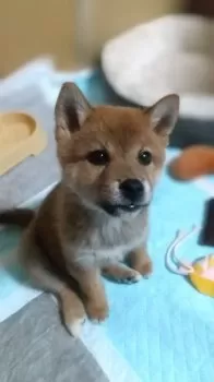 S.S 様のお迎えした子犬