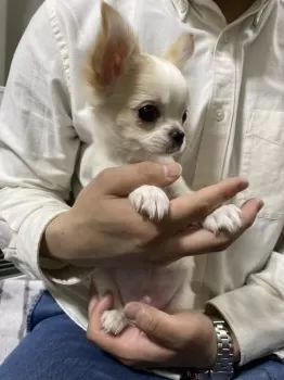 みぃ 様のお迎えした子犬