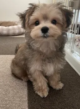 M.T 様のお迎えした子犬