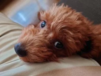 T.O 様のお迎えした子犬