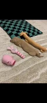 M.S 様のお迎えした子犬