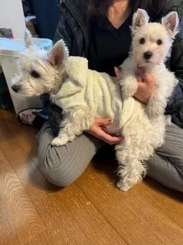 リリー&ルビー パパ 様のお迎えした子犬
