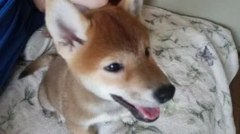 ゲンとリキ 様のお迎えした子犬