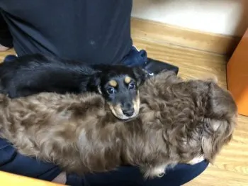 コナママ 様のお迎えした子犬