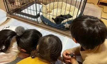 Y.O 様のお迎えした子犬