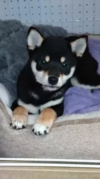 M.Y 様のお迎えした子犬