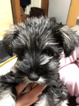 chako33 様のお迎えした子犬