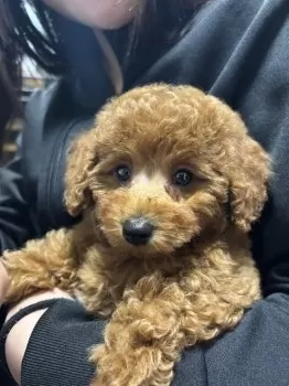 ちろりん 様のお迎えした子犬