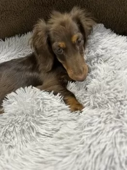 くりくりママ 様のお迎えした子犬