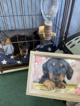 M 様のお迎えした子犬