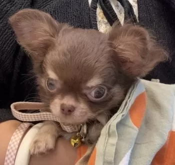 ふじ 様のお迎えした子犬