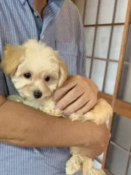 チエコさん 様のお迎えした子犬