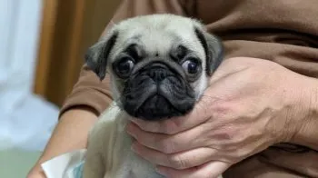 M.M 様のお迎えした子犬