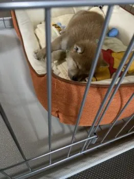 とろろママ 様のお迎えした子犬