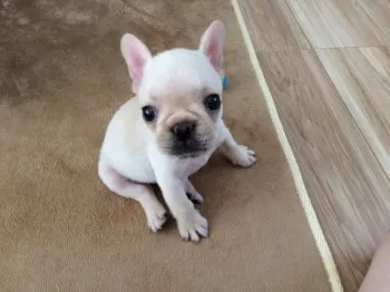 とも 様のお迎えした子犬