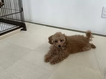 Y.T 様のお迎えした子犬