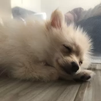 えり 様のお迎えした子犬