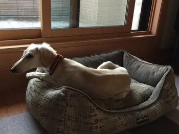 アリス 様のお迎えした子犬