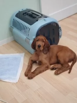 ユユ 様のお迎えした子犬