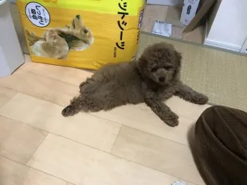 コニー 様のお迎えした子犬