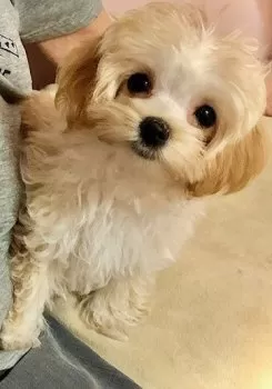 あいす 様のお迎えした子犬